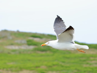 Seagull (aka Sea Gull or Gull) patrolling the skies over Skomer Island in Pembrokeshire, Wales, UK