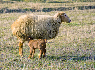 sheep and lamb in pasture