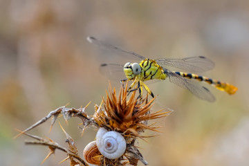 Macro shots, Beautiful nature scene dragonfly. 