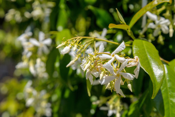 Jasmine flowers