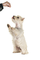 Obraz premium White West Highland Terrier Westie full body standing up for a treat begging isolated on a white background