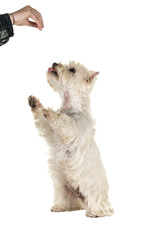 White West Highland Terrier Westie full body standing up for a treat begging isolated on a white background