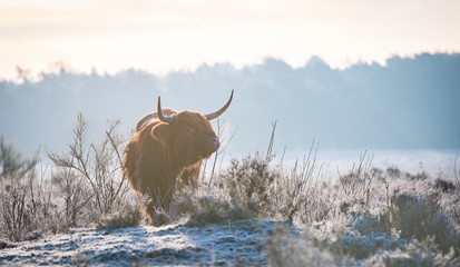 Early morning breath by a Scottish Highlander
