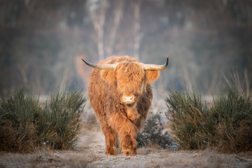 Scottish Highlander slowly on the move