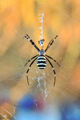Beautiful spider on a spider web- Stock Image     