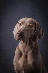 weimaraner dog