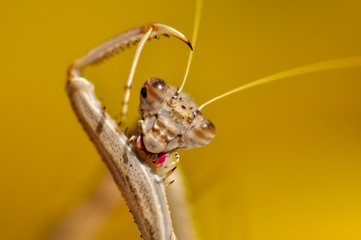 Close up of pair of Beautiful European mantis ( Mantis religiosa )