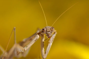 Close up of pair of Beautiful European mantis ( Mantis religiosa )