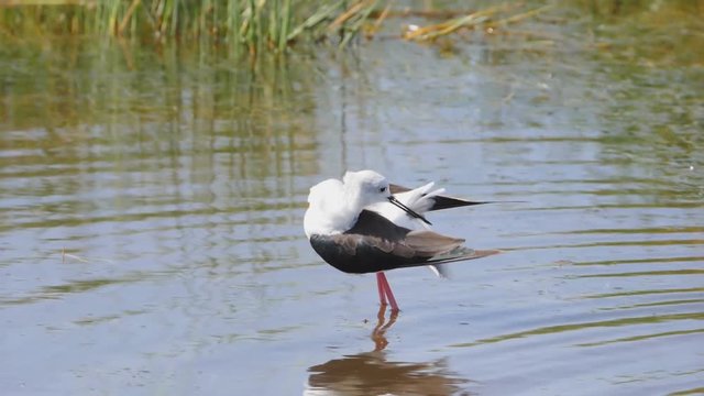 180p slow motion clip of a black winged stilt preening at serengeti national park in tanzania