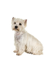 White West Highland Terrier Westie sitting sideways looking at camera isolated on a white background