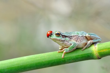 Beautiful Europaean Tree frog Hyla arborea - Stock Image