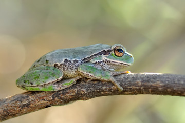 Beautiful Europaean Tree frog Hyla arborea - Stock Image