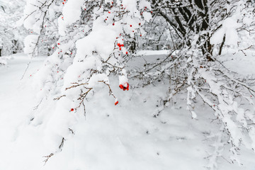snow covered tree in winter