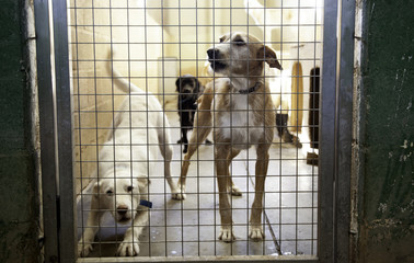 Dog locked in kennel