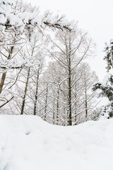 snow covered trees
