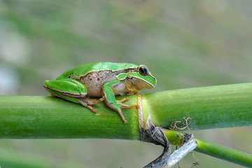 Beautiful Europaean Tree frog Hyla arborea - Stock Image