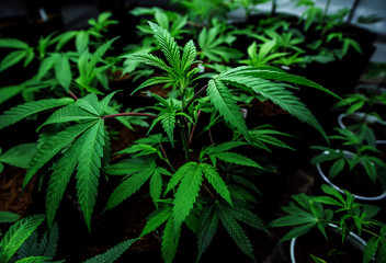 A Young Cannabis Plant In A Veg Room