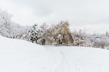 snow covered trees in winter