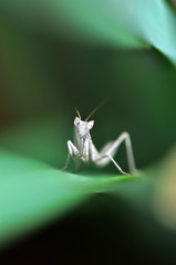 Close up of pair of Beautiful European mantis ( Mantis religiosa )