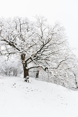 snow covered tree