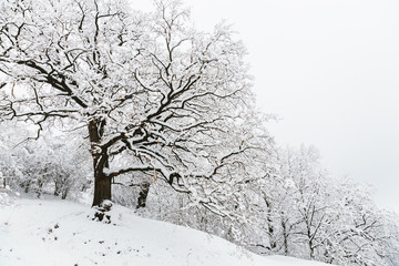 snow covered tree