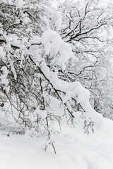 snow covered trees in winter