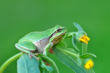 Beautiful Europaean Tree frog Hyla arborea - Stock Image