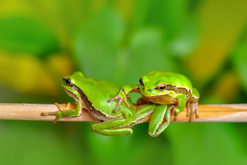 Beautiful Europaean Tree frog Hyla arborea - Stock Image