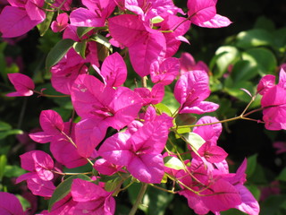 Pretty Pink Flowers in the Sun