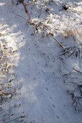 Animal footprints in the snow in the forest.