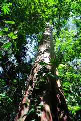 Baum, Urwald, Peru