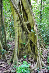 Baum, Urwald, Peru