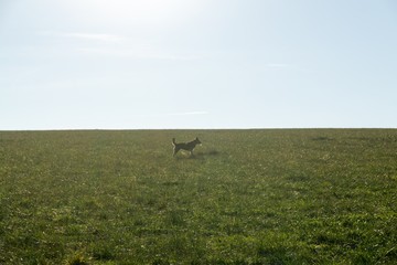 German Shepherd dog playing. Slovakia