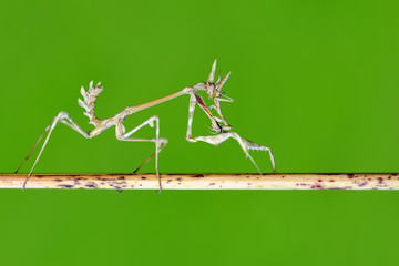 Close up of pair of Beautiful European mantis ( Mantis religiosa )