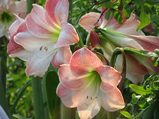 Beautiful pale Exotic Lily with green leaved background