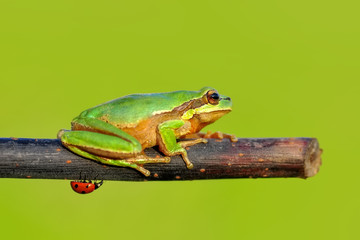 Beautiful Europaean Tree frog Hyla arborea - Stock Image