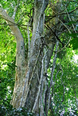 Baum, Urwald, Peru