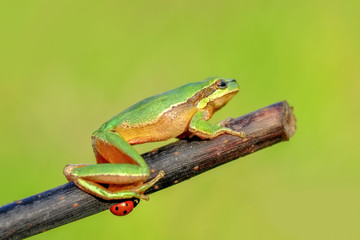 Beautiful Europaean Tree frog Hyla arborea - Stock Image