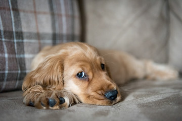 3 Month Old Golden Cocker Spaniel Puppy Laid on Sofa