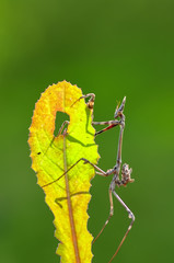 Close up of pair of Beautiful European mantis ( Mantis religiosa )