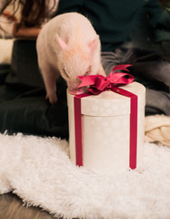 A baby mini-pig and the present box