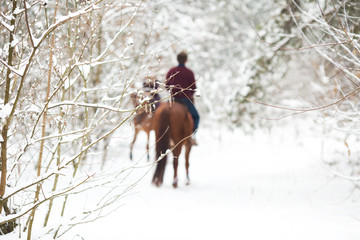 Two riders on the brown horses in the snow, rear view