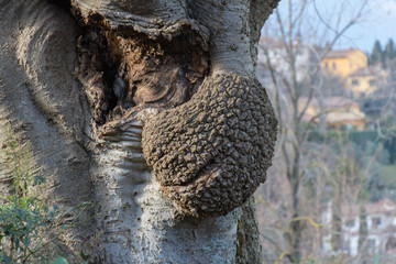 Strange shape of a thick trunk tree.