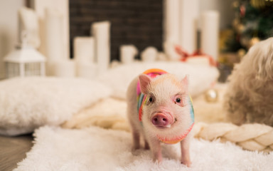 Pink mini pig indoors, partly focused