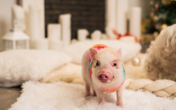 micro mini pig images clipart