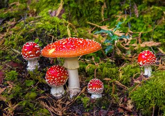 Group Of Fly Agaric With Red Caps On Mossy Forest Ground