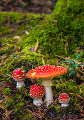 Group Of Fly Agaric With Red Caps On Mossy Forest Ground