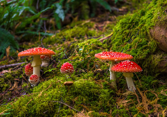Group Of Fly Agaric With Red Caps On Mossy Forest Ground - obrazy, fototapety, plakaty