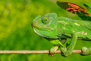 Beautiful  Green chameleon  sitting on flower in a summer garden