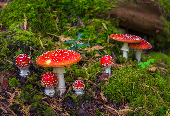 Group Of Fly Agaric With Red Caps On Mossy Forest Ground